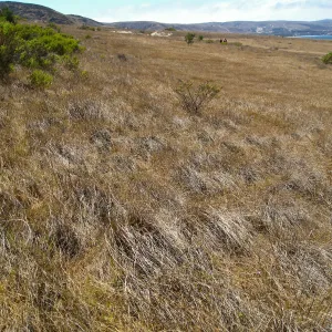 Santa Rosa Island, Nasella