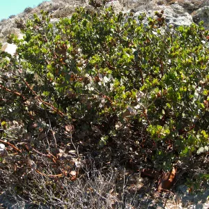 Santa Rosa Island, Arctostaphylos (Manzanita)
