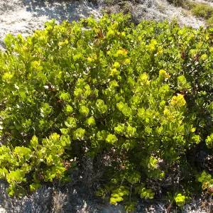 Santa Rosa Island, Arctostaphylos (Manzanita)