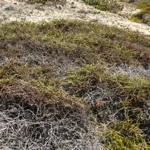 Adenostoma, Santa Rosa Island