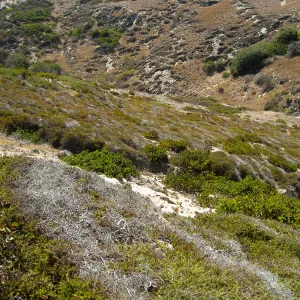 Santa Rosa Island