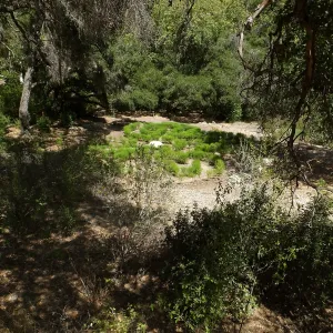 Centennial Maze