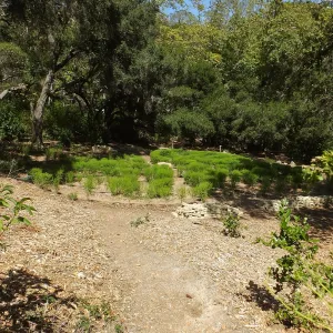 Centennial Maze