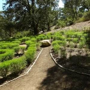 Centennial Maze