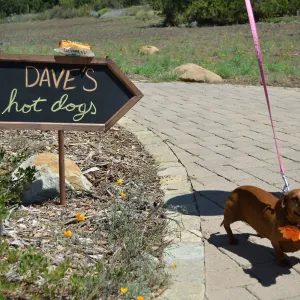 Trails n Tails 2015