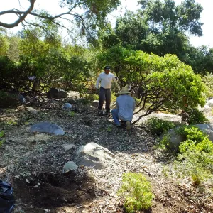 Home Demonstration Garden Renovation, first day of demolition work, manzanita removal