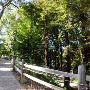 Dormant Dreams Yarn Blast, Redwoods Yarn Walk
