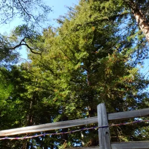 Dormant Dreams Yarn Blast, Redwoods Yarn Walk