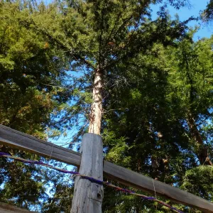 Dormant Dreams Yarn Blast, Redwoods Yarn Walk