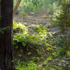 Dormant Dreams Yarn Blast, Redwoods Yarn Walk