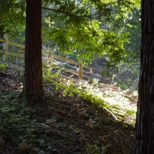 Dormant Dreams Yarn Blast, Redwoods Yarn Walk