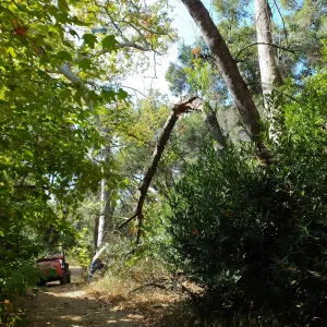 Manuel Gonzalez clearing broken tree limb in Canyon