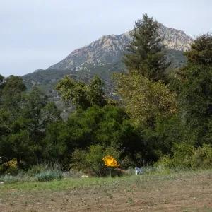 Dormant Dreams Yarn Blast, Giant California Poppy