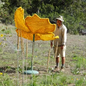 Dormant Dreams Yarn Blast, Giant California Poppy