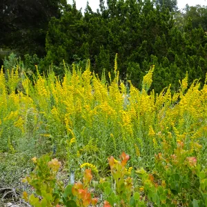 California Goldenrod
