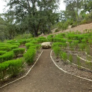 Centennial Maze