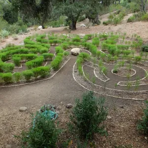 Centennial Maze