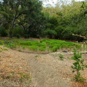 Centennial Maze