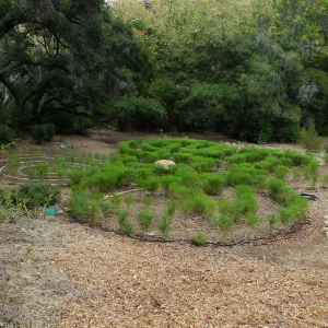 Centennial Maze