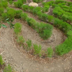 Centennial Maze