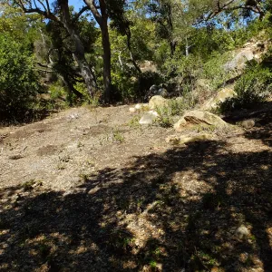 Wooded Dell site preparation