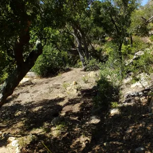 Wooded Dell site preparation