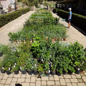 Fall Plant Sale 2015 preparations