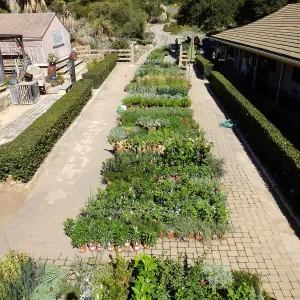 Fall Plant Sale 2015 preparations