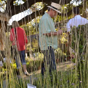 Fall Plant Sale 2015 Members Preview Party, Deer Grass