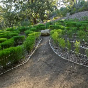 Centennial Maze