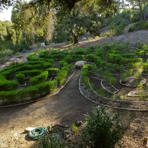 Centennial Maze