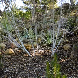 Chaparral Mallow on the Campbell Trail