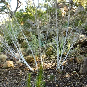 Chaparral Mallow on the Campbell Trail
