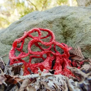 Red-Cage Fungus, Latticed Stinkhorn, Clathrus ruber in the Redwood Section