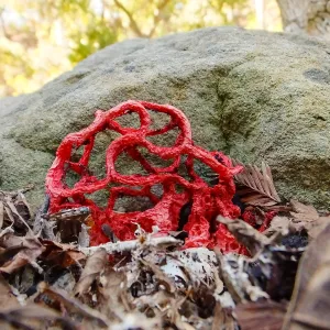 Red-Cage Fungus, Latticed Stinkhorn, Clathrus ruber in the Redwood Section