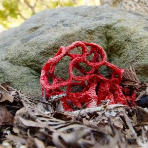 Red-Cage Fungus, Latticed Stinkhorn, Clathrus ruber in the Redwood Section