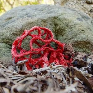 Red-Cage Fungus, Latticed Stinkhorn, Clathrus ruber in the Redwood Section