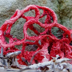 Red-Cage Fungus, Latticed Stinkhorn, Clathrus ruber in the Redwood Section