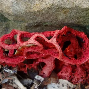 Red-Cage Fungus, Latticed Stinkhorn, Clathrus ruber in the Redwood Section
