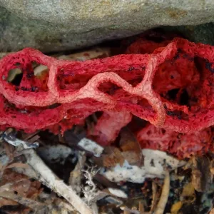 Red-Cage Fungus, Latticed Stinkhorn, Clathrus ruber in the Redwood Section