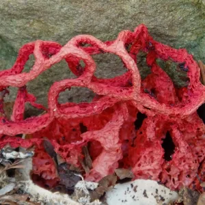 Red-Cage Fungus, Latticed Stinkhorn, Clathrus ruber in the Redwood Section