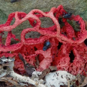 Red-Cage Fungus, Latticed Stinkhorn, Clathrus ruber in the Redwood Section