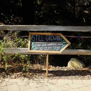 Dormant Dreams Redwood Yarn Walk Signage