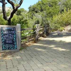Dormant Dreams Redwood Yarn Walk Signage