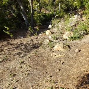 Wooded Dell, newly planted trees