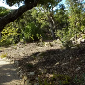 Wooded Dell, newly planted trees