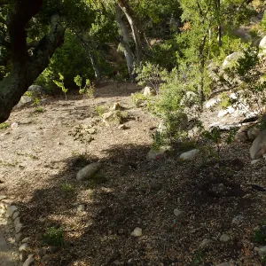 Wooded Dell, newly planted trees
