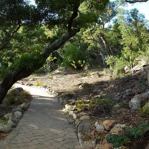 Wooded Dell, newly planted trees, panoramic view along Campbell Trail