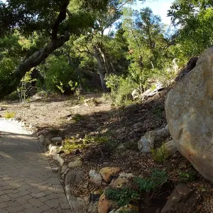 Wooded Dell, newly planted trees, panoramic view along Campbell Trail
