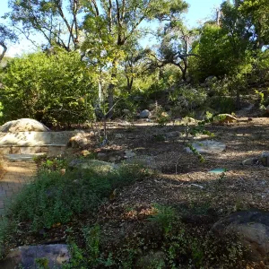 Wooded Dell, newly planted trees